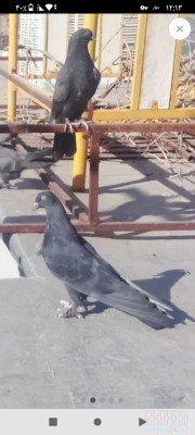 کبوتر پر صدا کن اصفهانی