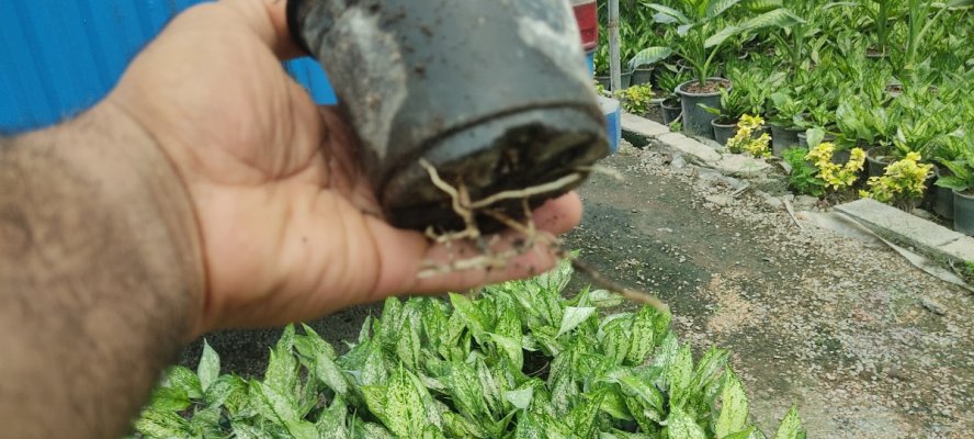گل و گیاه اگلونما  سفید خاادار